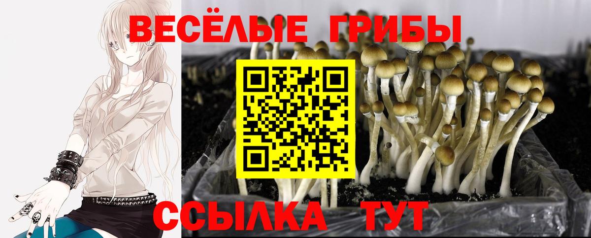 Псилоцибиновые грибы Magic Shrooms Калининград